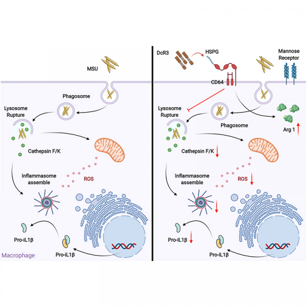 Decoy Receptor 3 Inhibits Monosodium Urate-Induced NLRP3 Inflammasome Activation via Reduction of Reactive Oxygen Species Production and Lysosomal Rupture