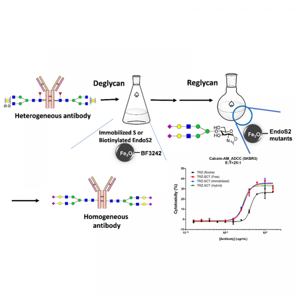 Combined effect of anti-SSEA4 and anti-Globo H antibodies on breast cancer cells