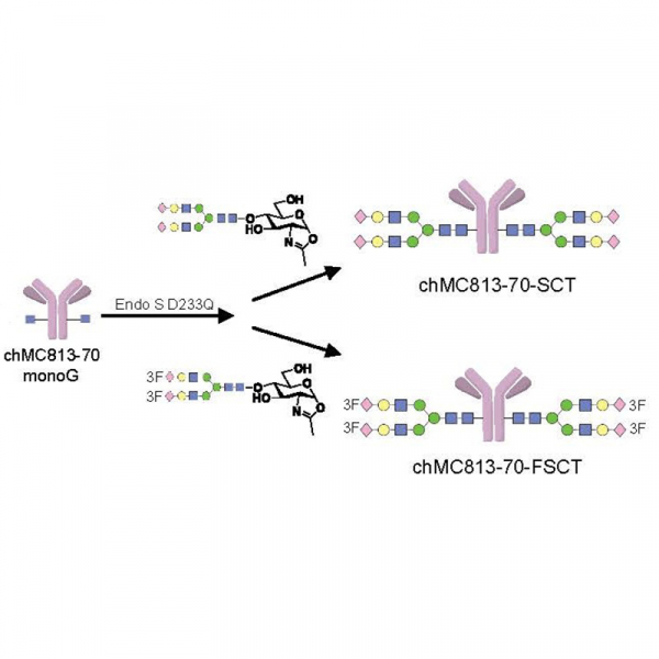 Homogeneous antibody and CAR-T cell targeting glycan on pancreatic cancer