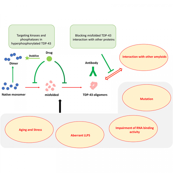 TAR DNA-binding protein 43 oligomers in physiology and pathology