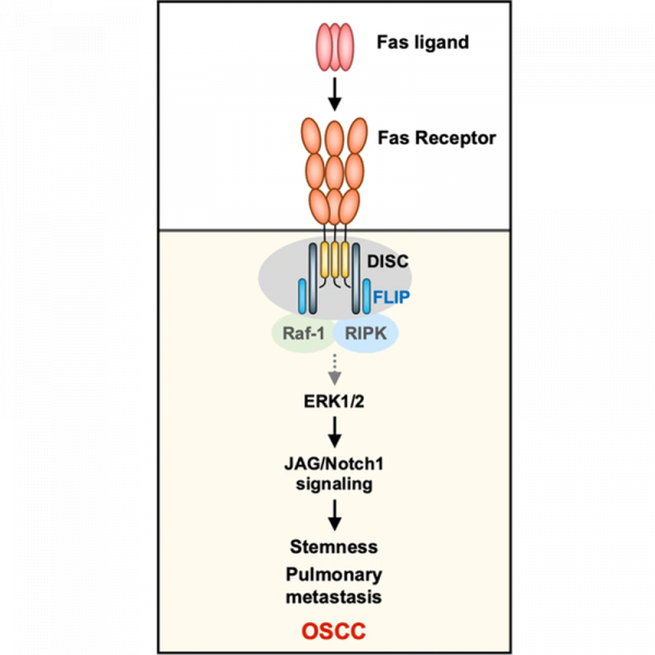 FAS receptor regulates NOTCH activity through ERK-JAG1 axis activation and controls oral cancer stemness ability and pulmonary metastasis