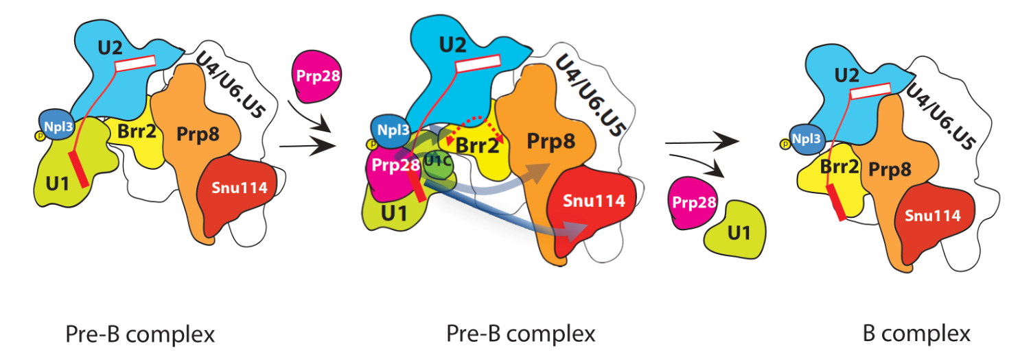 2021PRP 28 F2