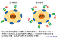 醣分子探針示意圖