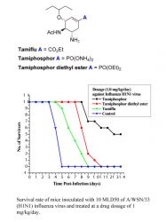 Survival rate of mice inoculated with 10 MLD50 of A/WSN/33 (H1N1) influenza virus and treated at a drug dosage of 1 mg/kg/day