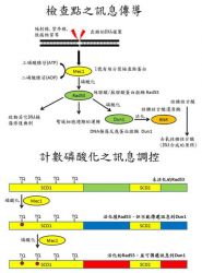 Rad53-Dun1 cascade in the checkpoint signaling