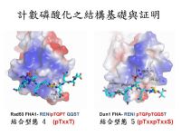 Structural based evdence for the mechanism of "phospho-counting" brinding