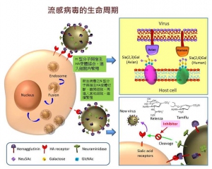 LifeCycleofInfluenzaVirus_e