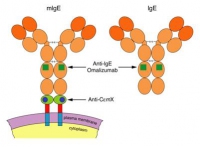 AntiCeMXFig1