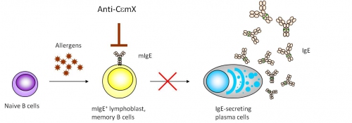 AntiCeMXFig3