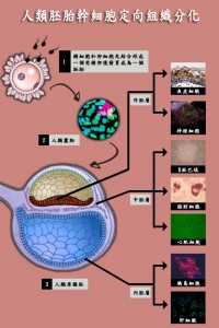 Cell-SurfaceCompounds-en