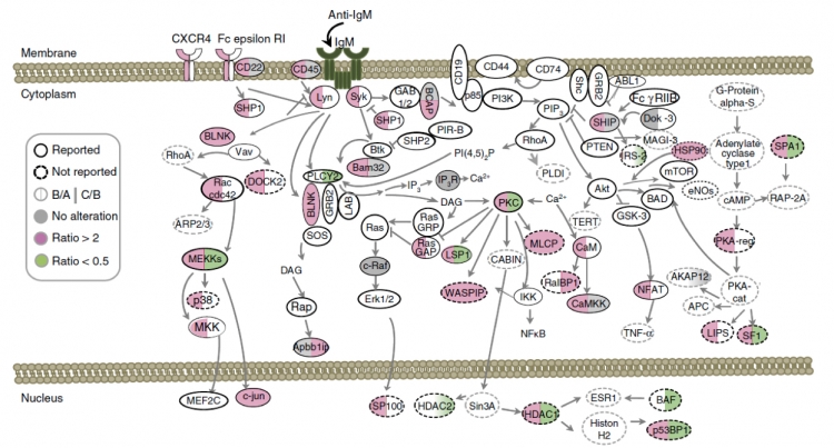 Activated B_Cell-Figure2