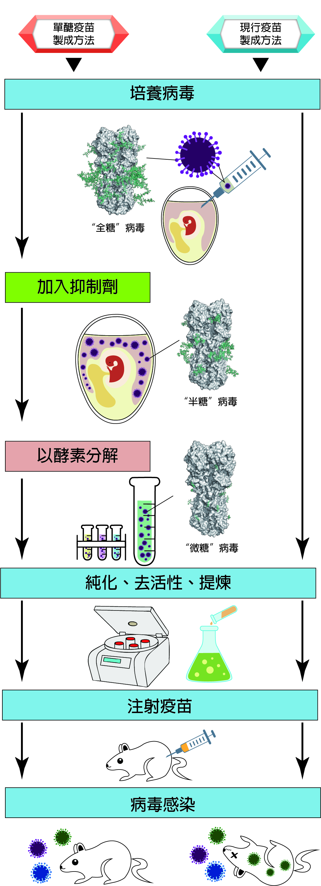 2019Influenza Vaccine fg EN