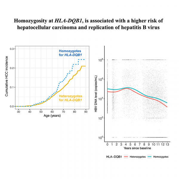 HLA zygosity increases risk of hepatitis B virus-associated hepatocellular carcinoma