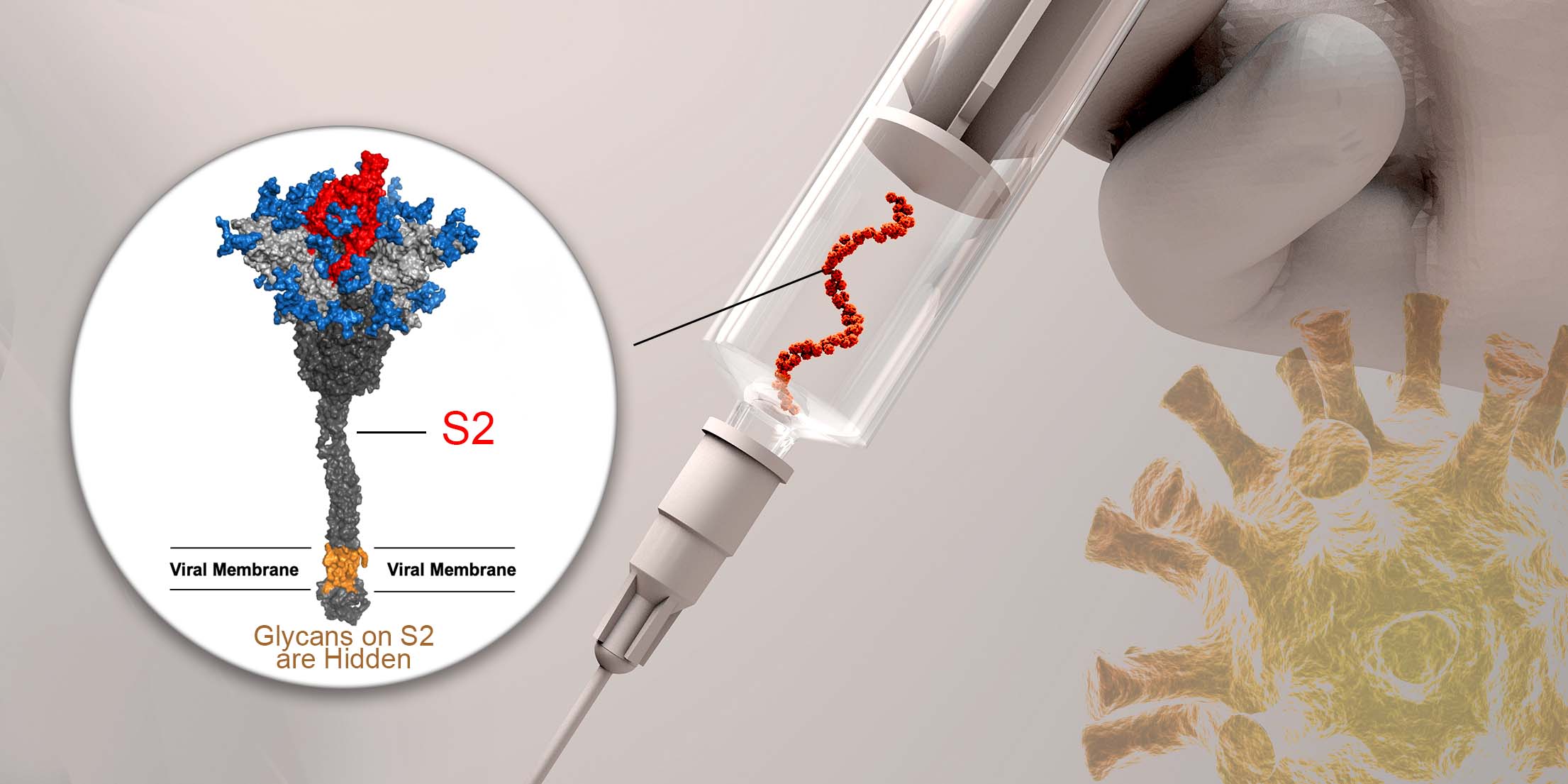 MRNA VACCINE OF SARS-COV-2 SPIKE PROTEIN WITH DELETION OF MULTIPLE GLYCOSITES IS BROADLY PROTECTIVE AGAINST VARIANTS OF CONCERN