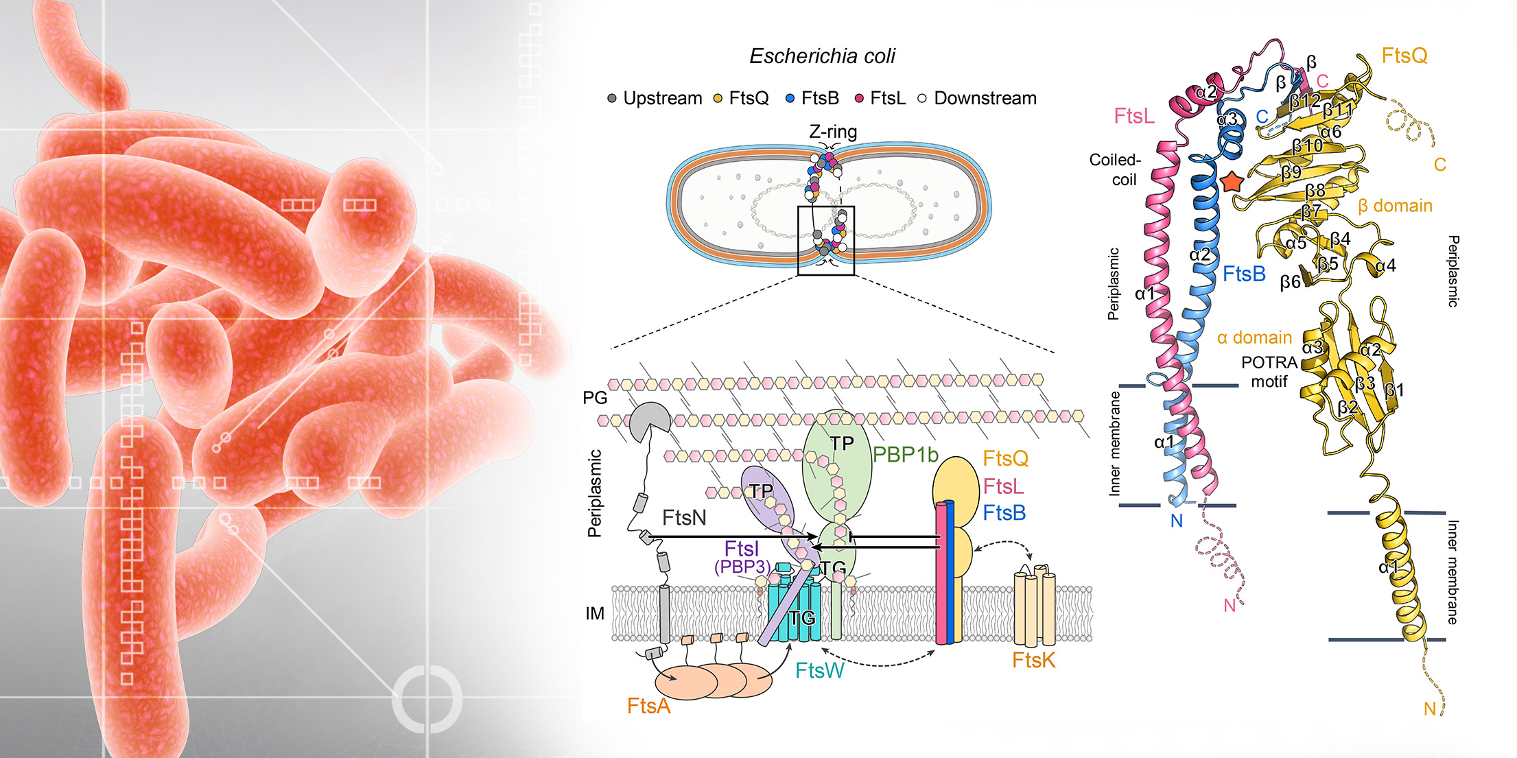 Structure of the heterotrimeric membrane protein complex FtsB-FtsL-FtsQ of the bacterial divisome